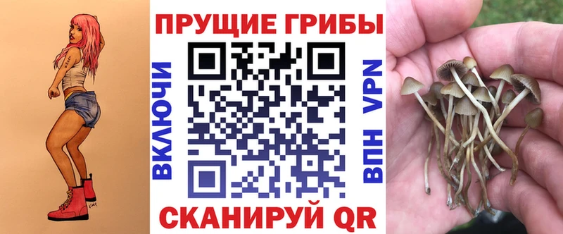 Купить где  Новоалександровск  Галлюциногенные грибы Cubensis 
